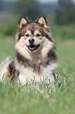 CHIEN FINNOIS DE LAPONIE 664